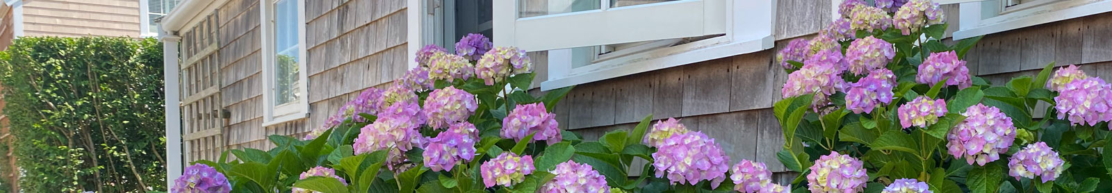 closeup view of purple hydrangeas in front of house with gray cedar shake siding