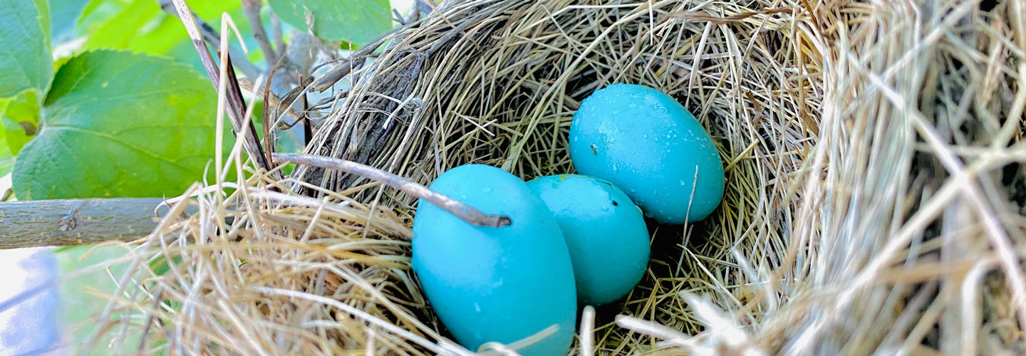 Close up photo of bright blue robins eggs in a birds nest