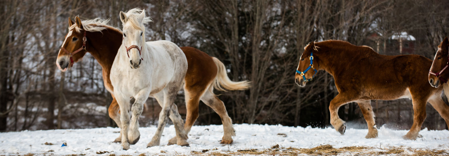 large white horse running in a snowy field with several brown horses walking behind