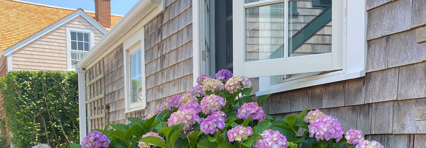 closeup view of purple hydrangeas in front of house with gray cedar shake siding
