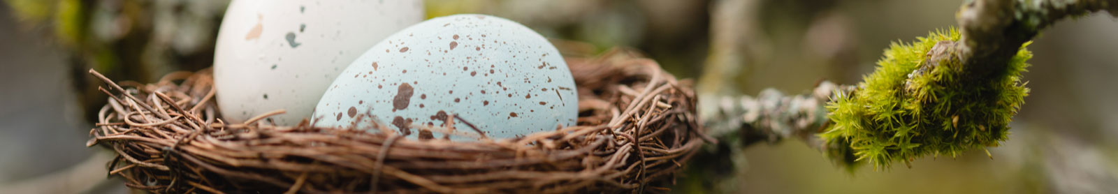 Photo of light blue and white speckled bird's eggs in a nest. Nest is on a mossy branch.