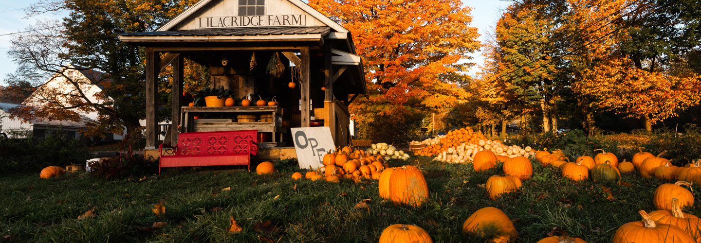 Lilacridge Farm stand with beautiful fall foliage in the background and piles of pumpkins next to farm stand and scattered in foreground
