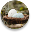 Close up photo of two birds eggs in a nest