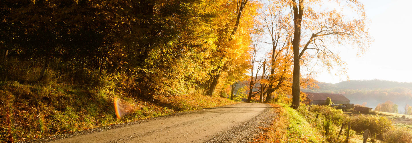Fall foliage landscape photo with winding dirt road