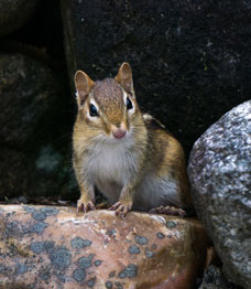 Photo of chipmunk on large rock