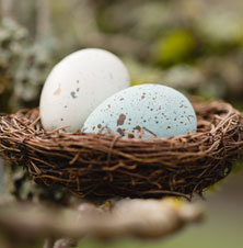photo of a bird's nest with speckled light blue and white eggs