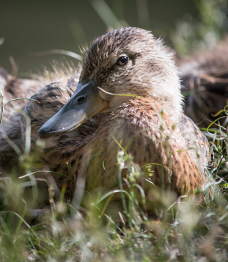 Photo of a duck